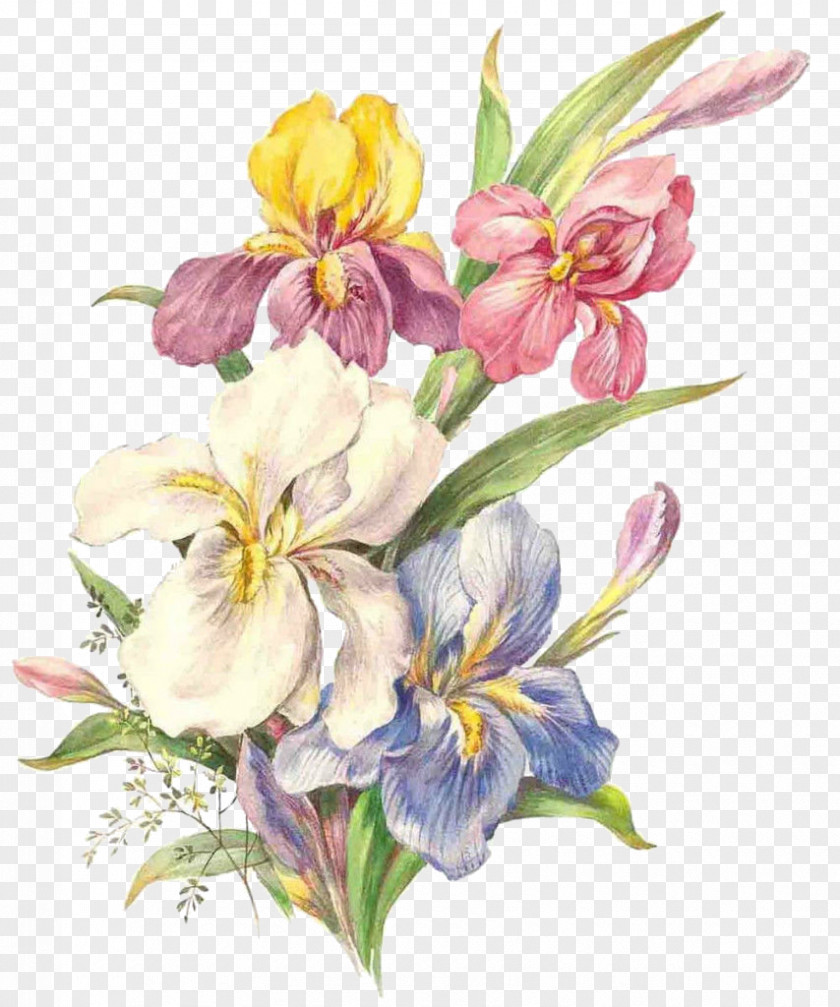 Painting Watercolor: Flowers Watercolor Art Illustration PNG