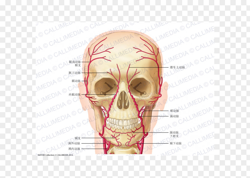 Superficial Temporal Nerve Supratrochlear Artery Anatomy Supraorbital PNG