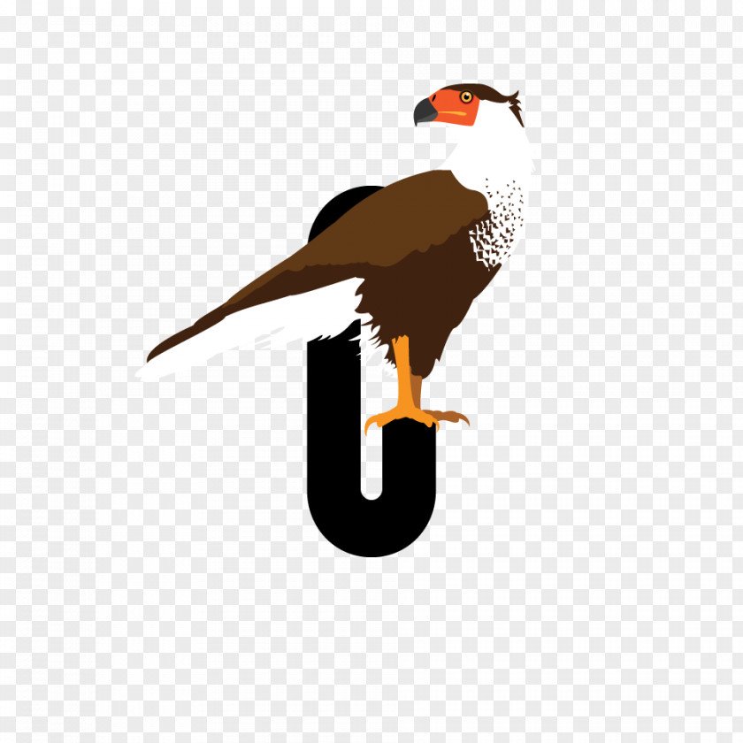 Bird A Chronicle Eagle Of Prey Beak PNG