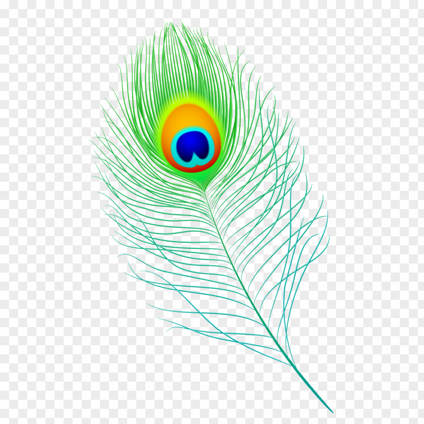 Feather Peafowl Clip Art PNG