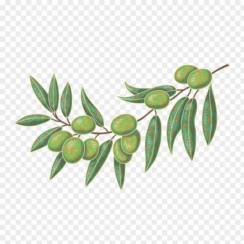 Hand-painted Olive Oil Leaf PNG