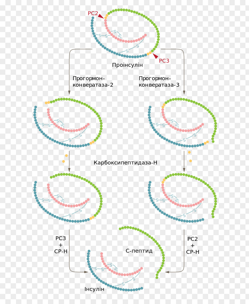 Insulin Preproinsulin Amino Acid Glucose PNG