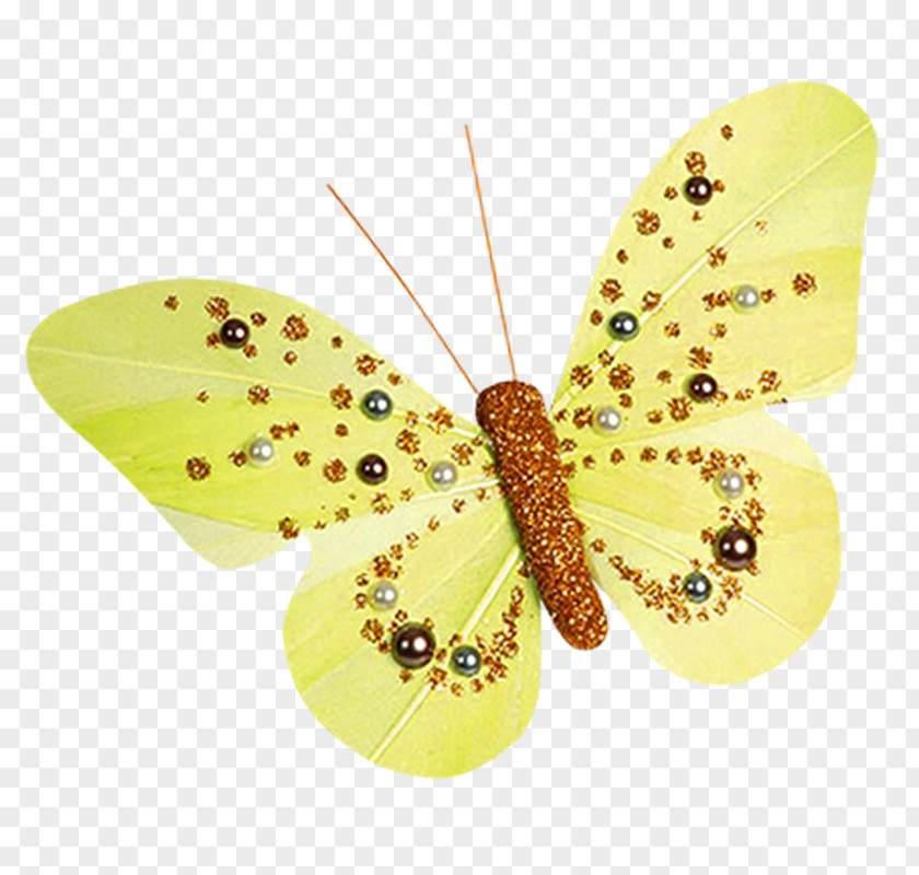 Butterfly Pieridae Image Clip Art PNG