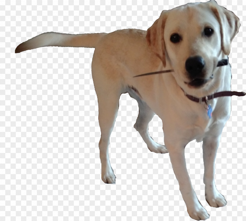 Doggo Labrador Retriever Dog Breed Companion Puppy PNG