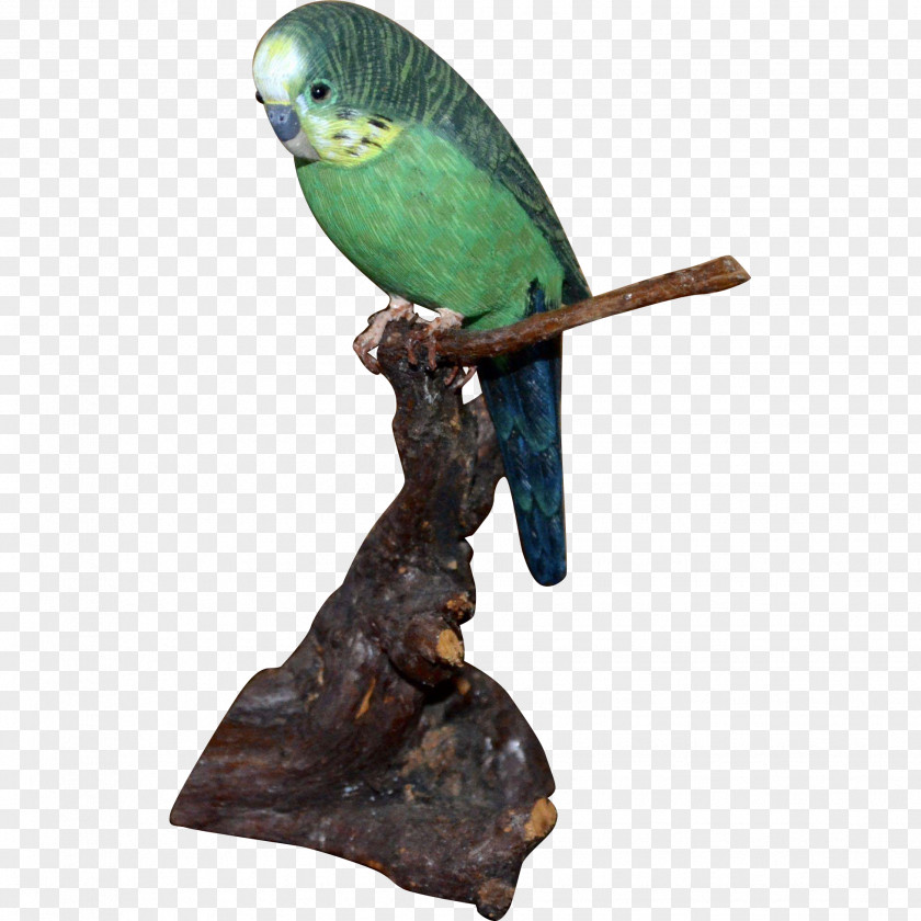 Feather Parakeet Pet Beak PNG