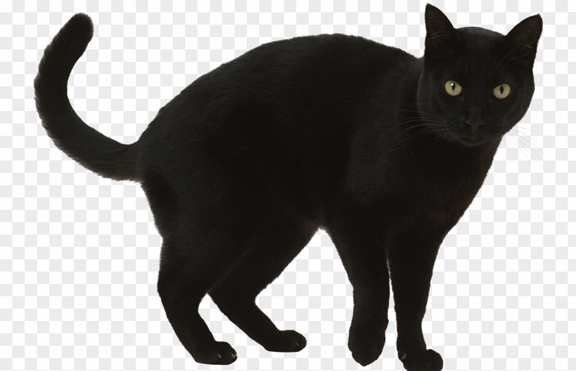Black Cat Superstition A Wolf Called Romeo Clip Art PNG