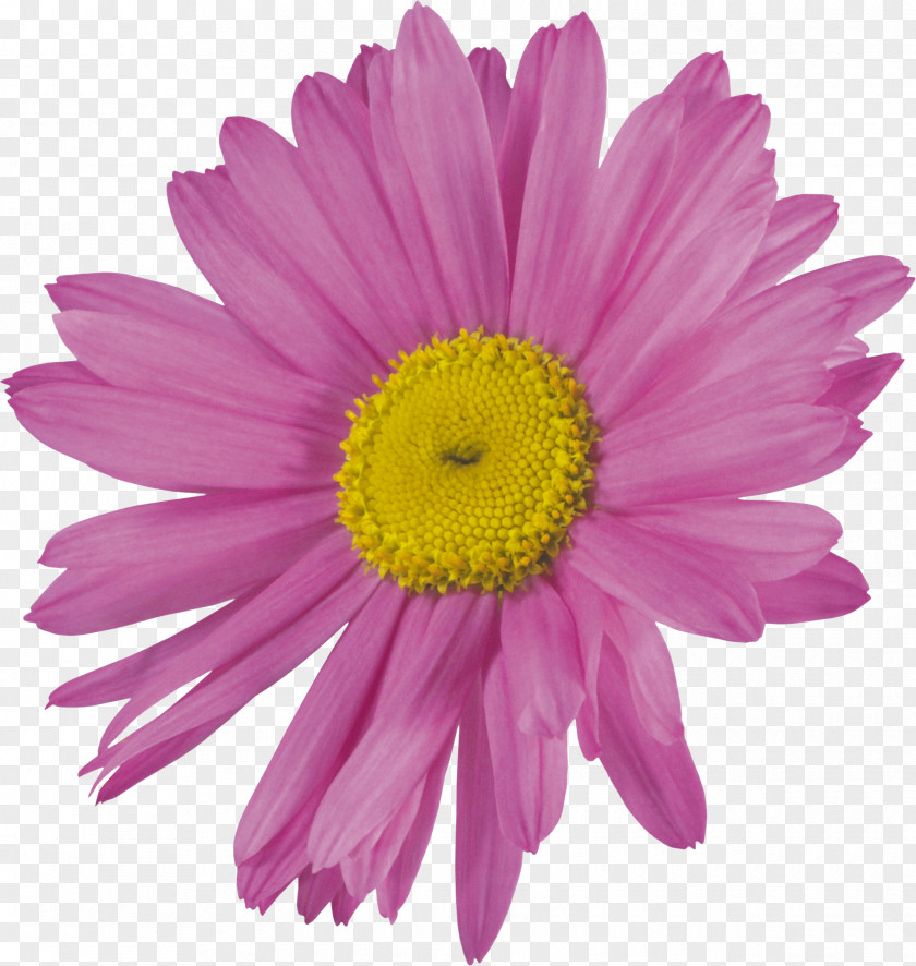 Flower Cut Flowers Chrysanthemum PNG