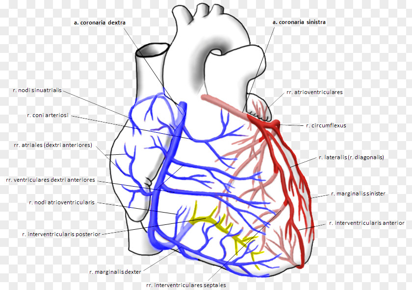 Heart Coronary Arteries Right Artery Left Circulation PNG