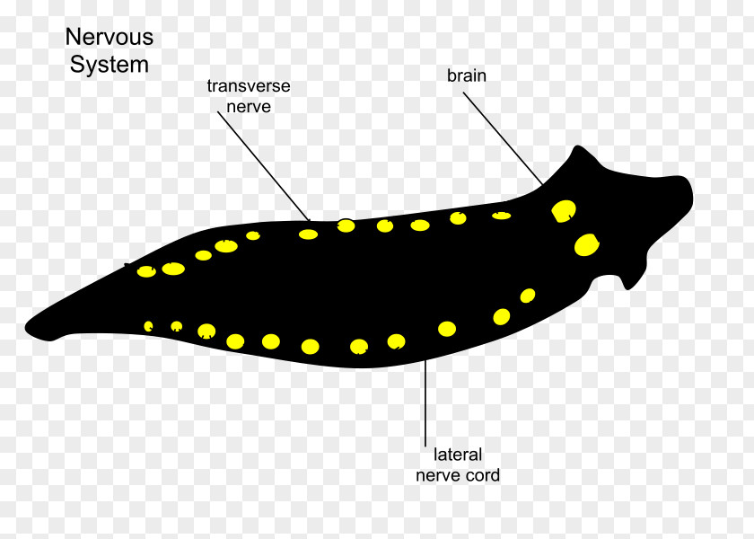 Nervous Planarian System Turbellaria Invertebrate Body Cavity PNG