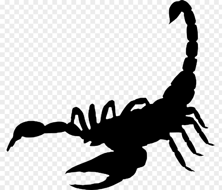 Scorpion Clip Art PNG