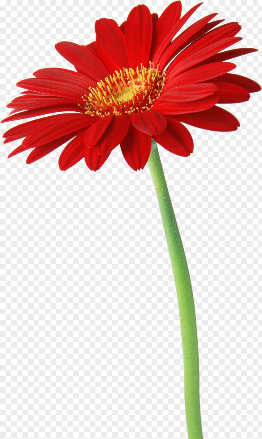 Daisy Flower Desktop Wallpaper IPhone Samsung Galaxy Y PNG