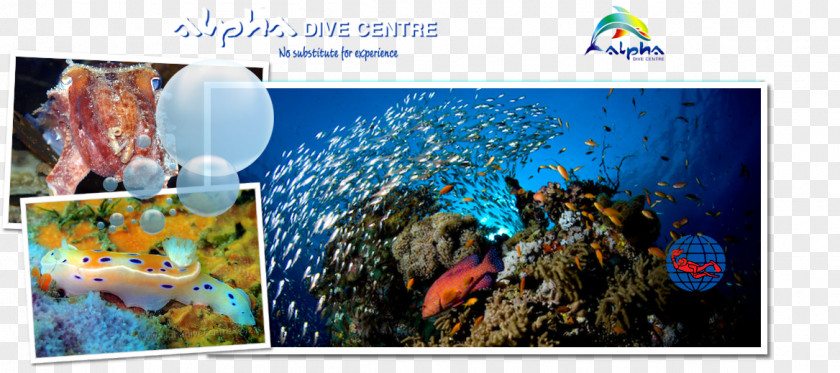 Design Graphic Marine Biology Desktop Wallpaper Stock Photography PNG