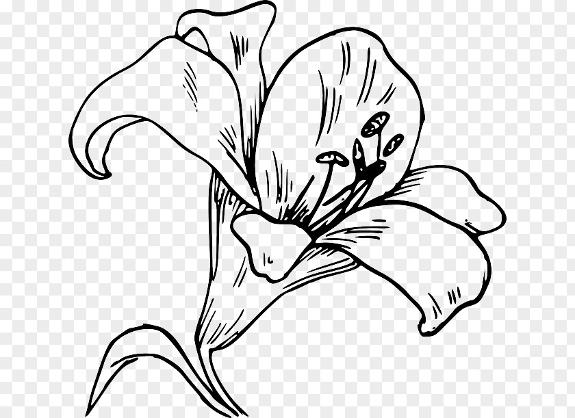 Flower Clip Art Openclipart Easter Lily Madonna Arum-lily PNG