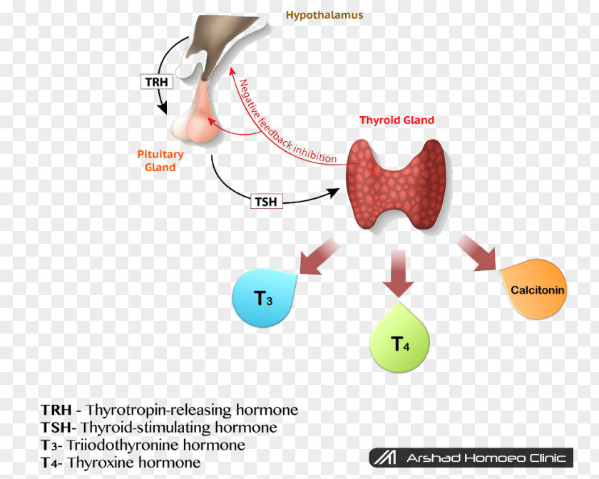 Health Hypothyroidism Thyroid-stimulating Hormone Thyroid Hormones PNG