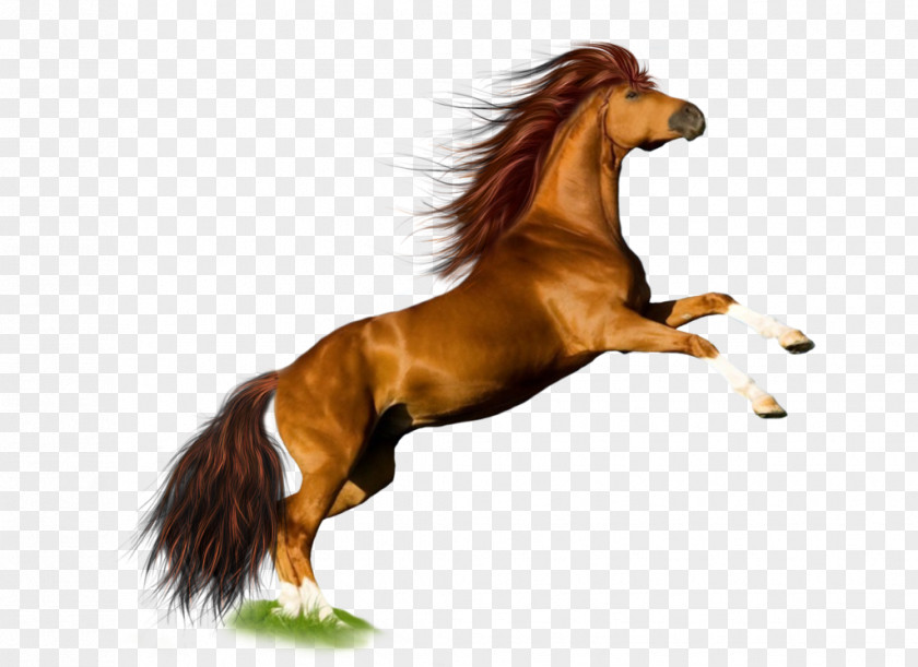 Horse Desktop Wallpaper PNG
