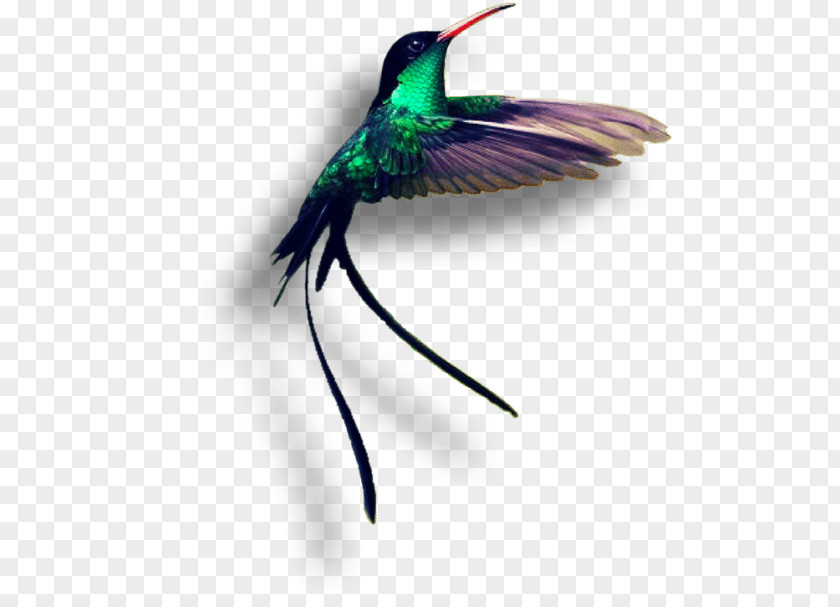 Humming Bird Jamaica Red-billed Streamertail Hummingbird Birdwatching PNG