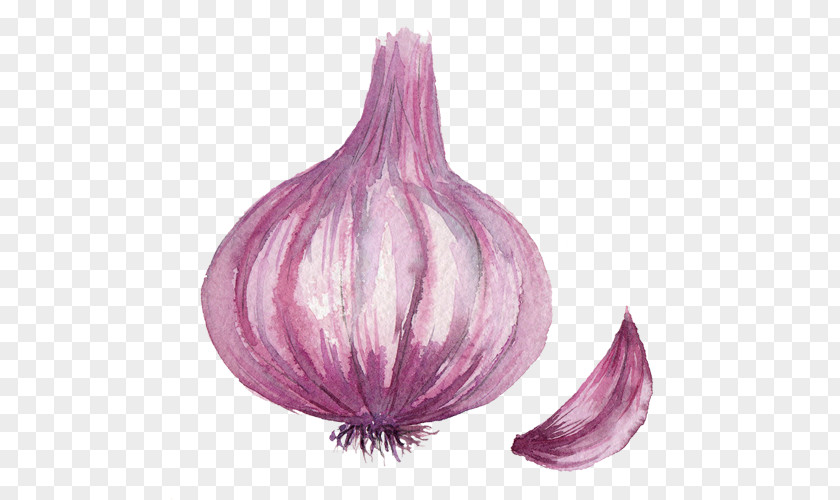 Purple Onion Drawing Computer File PNG