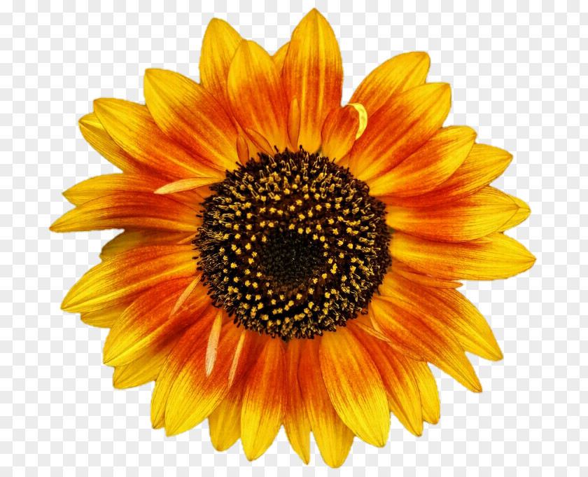 Sunflowers Sticker Wall Decal PNG