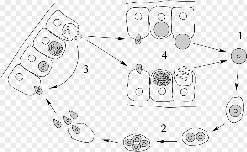Apicomplexan Life Cycle Merozoit Protozoa Esporozoíto PNG