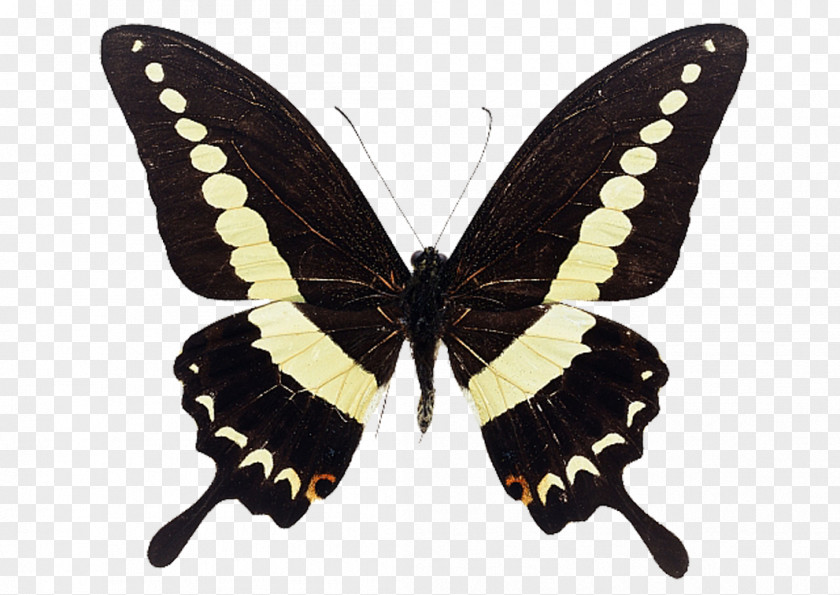 Butterfly Photography Alpine Black Swallowtail PNG