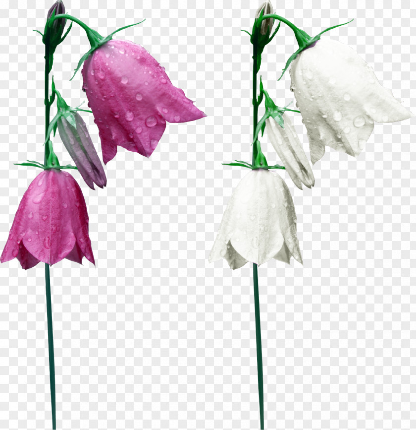 Flower Download Clip Art PNG