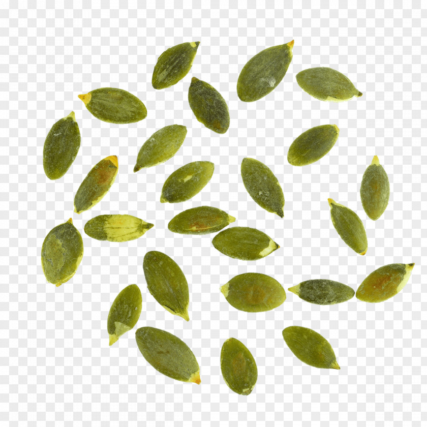 Seeds Leaf Organism PNG