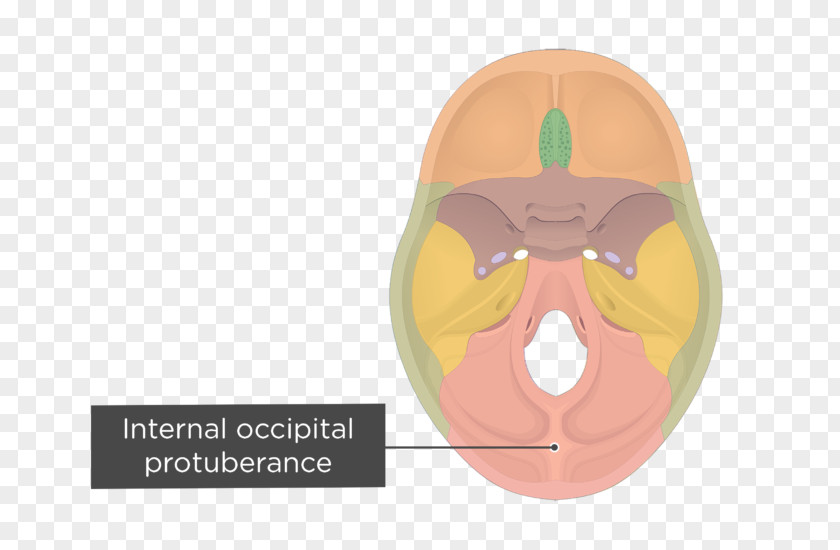 Skull Occipital Bone Hypoglossal Canal Internal Protuberance External PNG