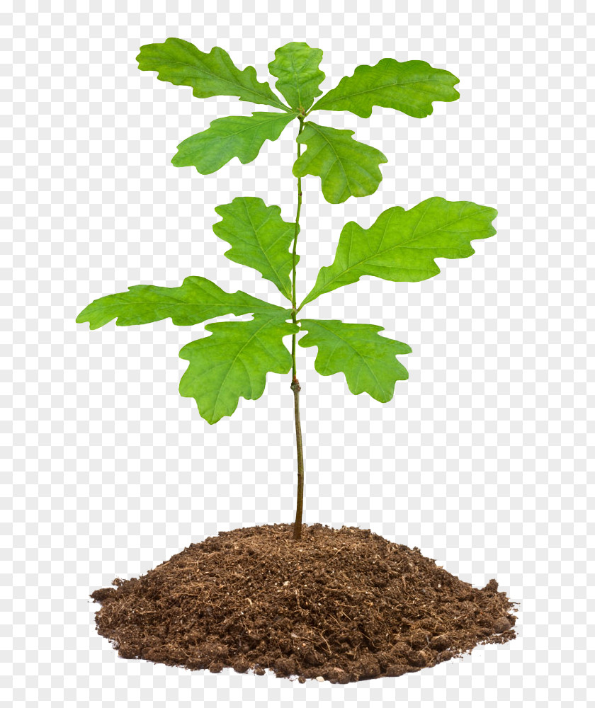 Stock Photography English Oak Tree White Acorn PNG