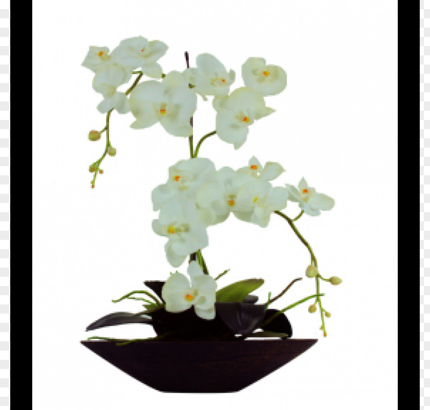 Vase Moth Orchids White Glass PNG