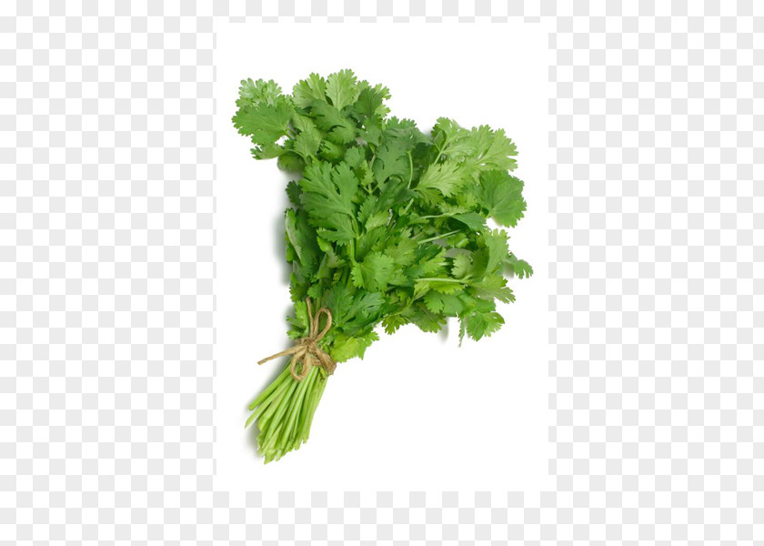 Vegetable Coriander Leaf Herb Ghormeh Sabzi Spice PNG