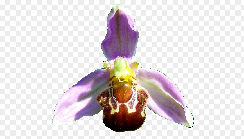 Bee Moth Orchids Ophrys Apifera PNG