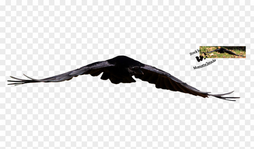 Eagle Bald Beak Vulture Feather PNG