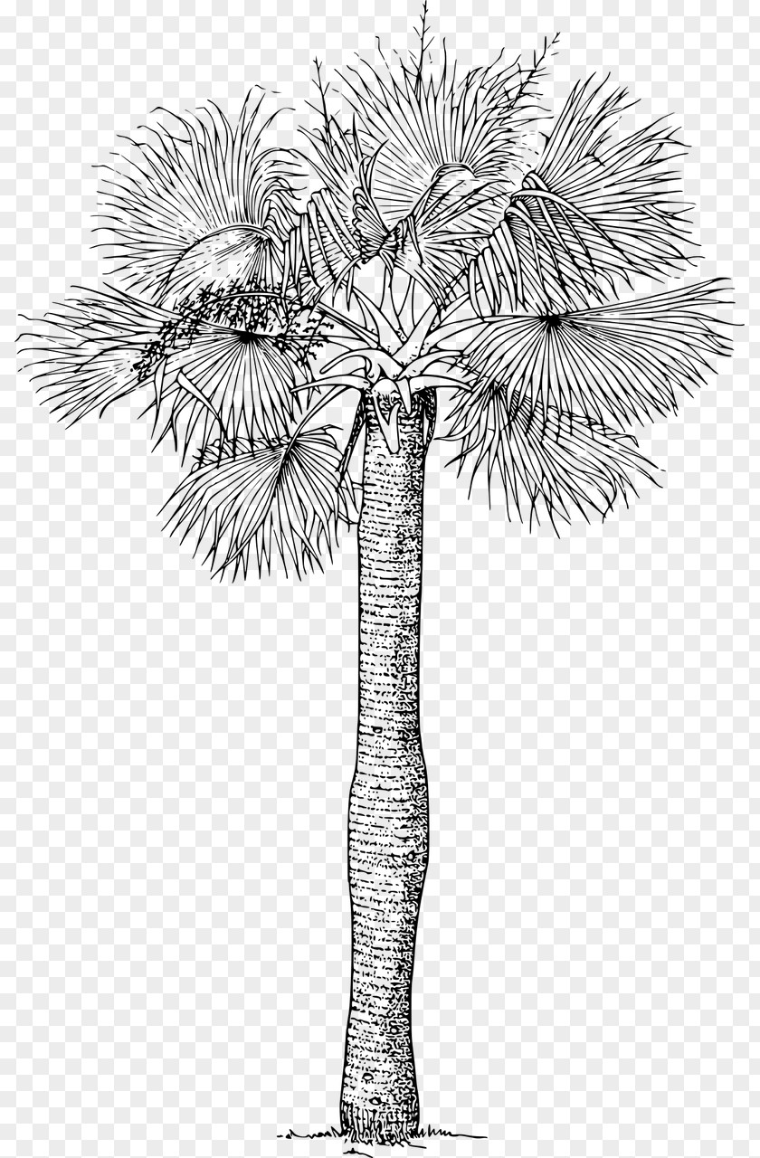 Palm Arecaceae Tree Sabal Plant Clip Art PNG