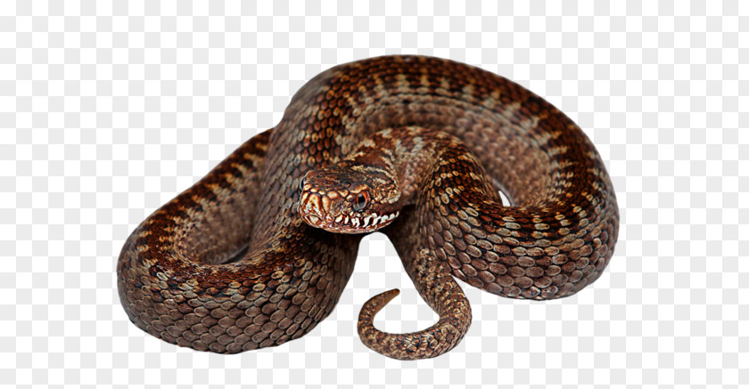 Tapis Rattlesnake Reptile PNG