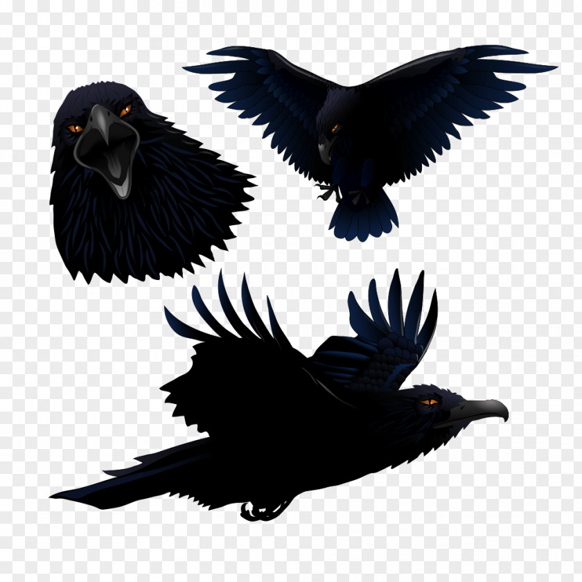 Crow Common Raven Bird Clip Art PNG