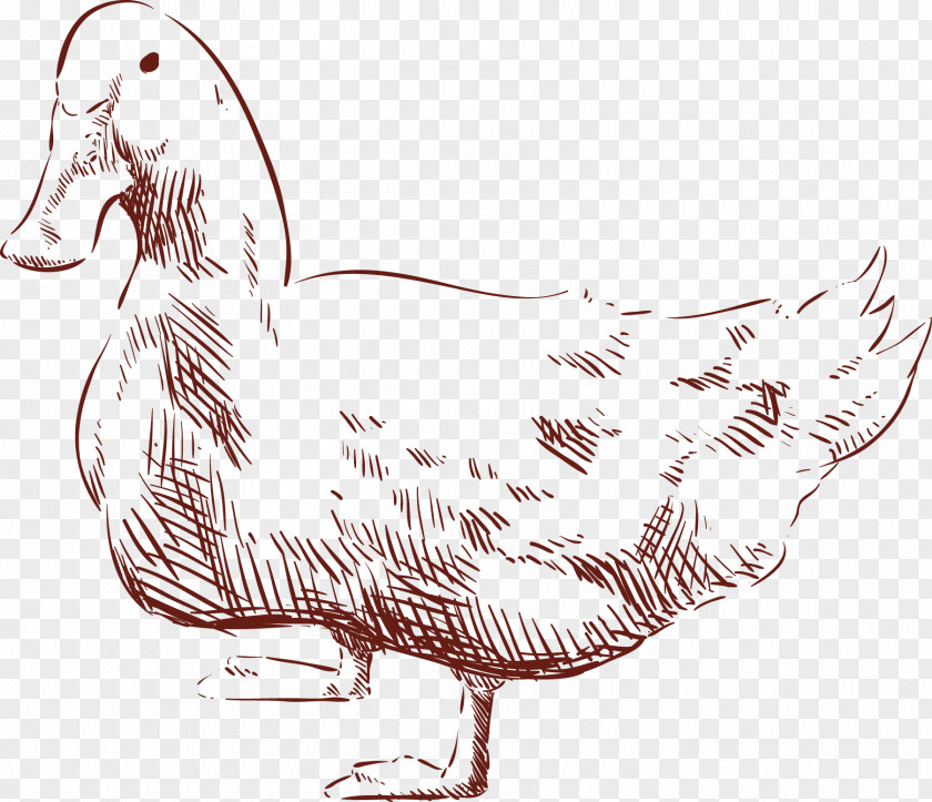 Duck Chicken Drawing Animal PNG