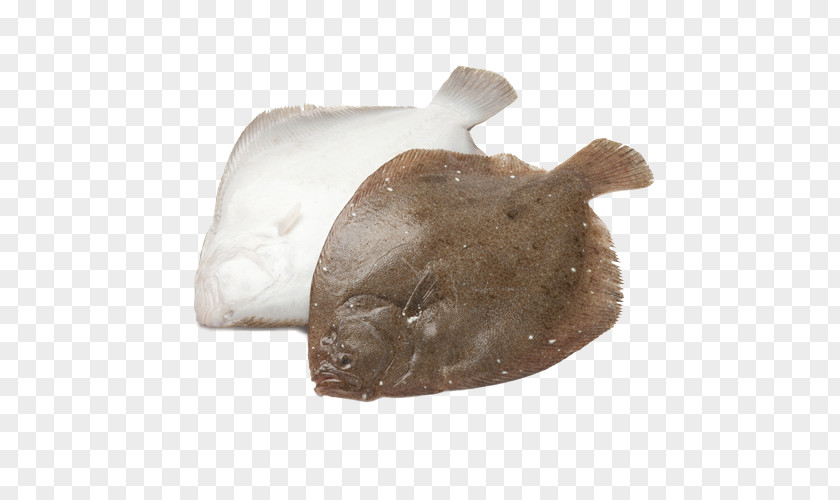 Fish Brill Turbot Stock Photography PNG