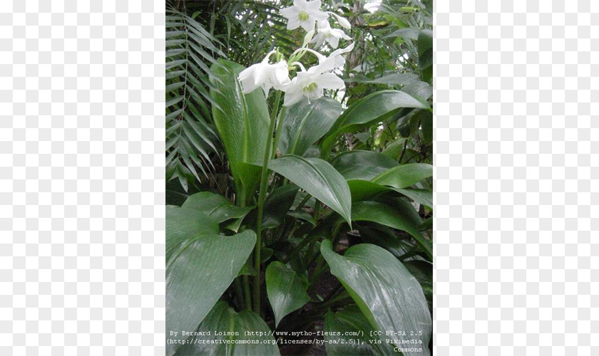 Flower Eucharis Amazonica Amazon Lily Lilium Lírio-do-amazonas PNG