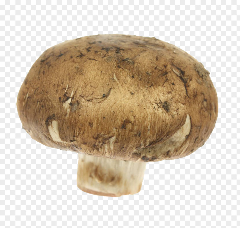 Fresh Tasty Mushroom Common Shiitake Matsutake Edible Medicinal Fungi PNG