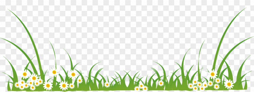 Green Grass PNG grass clipart PNG