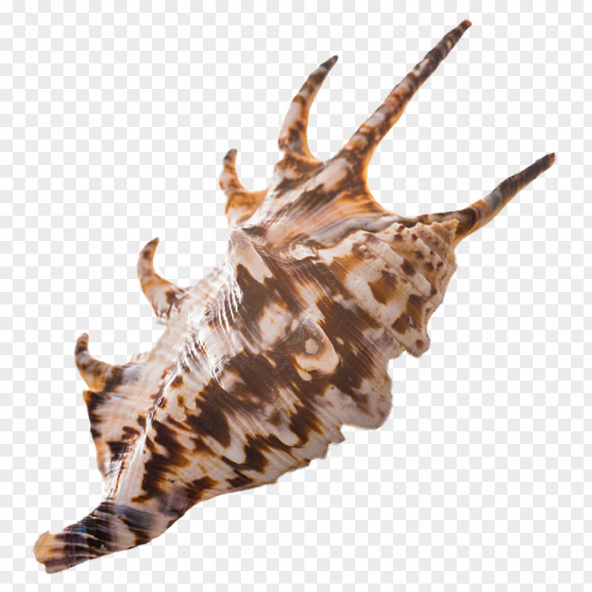 Sharp Conch Seashell Fauna Sea Snail Wildlife PNG