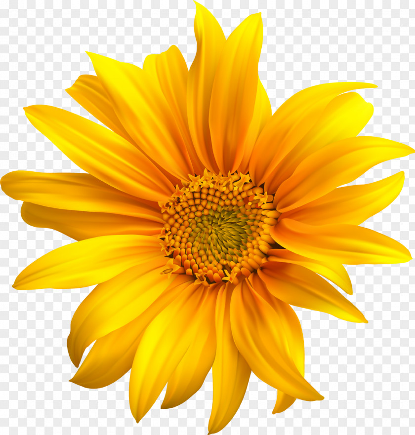 Sunflower Common Seed Oil Clip Art PNG