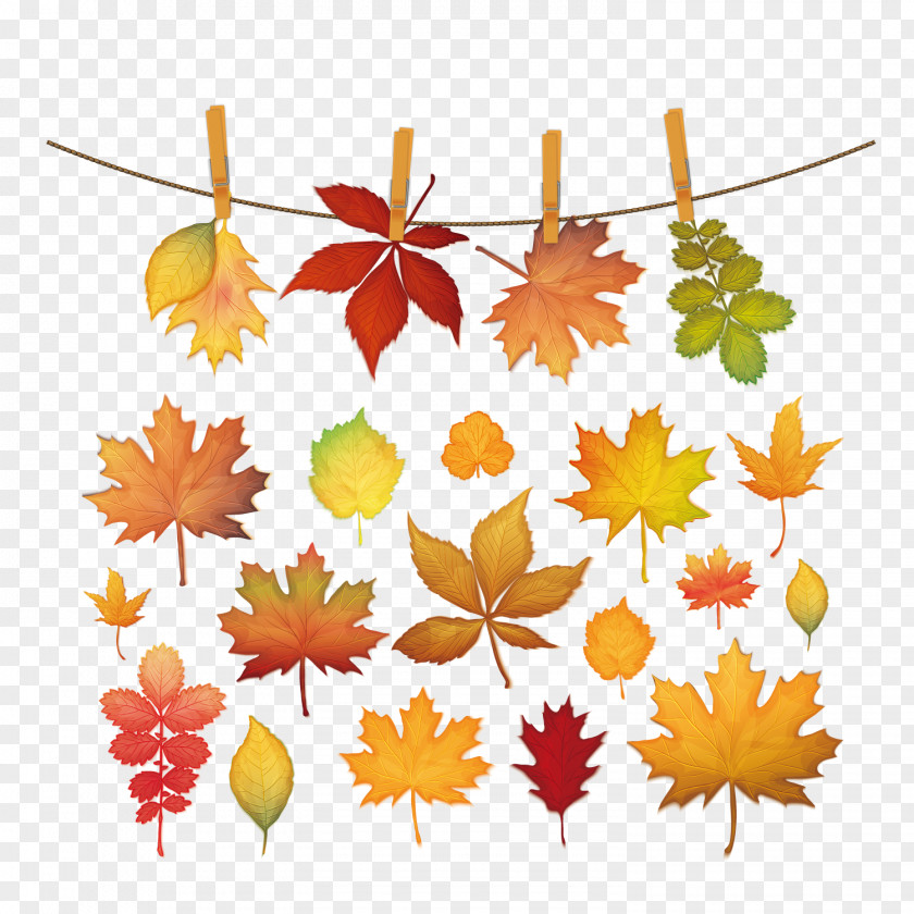 Autumn Clip And Red Leaves Picture Maple Leaf Silhouette PNG