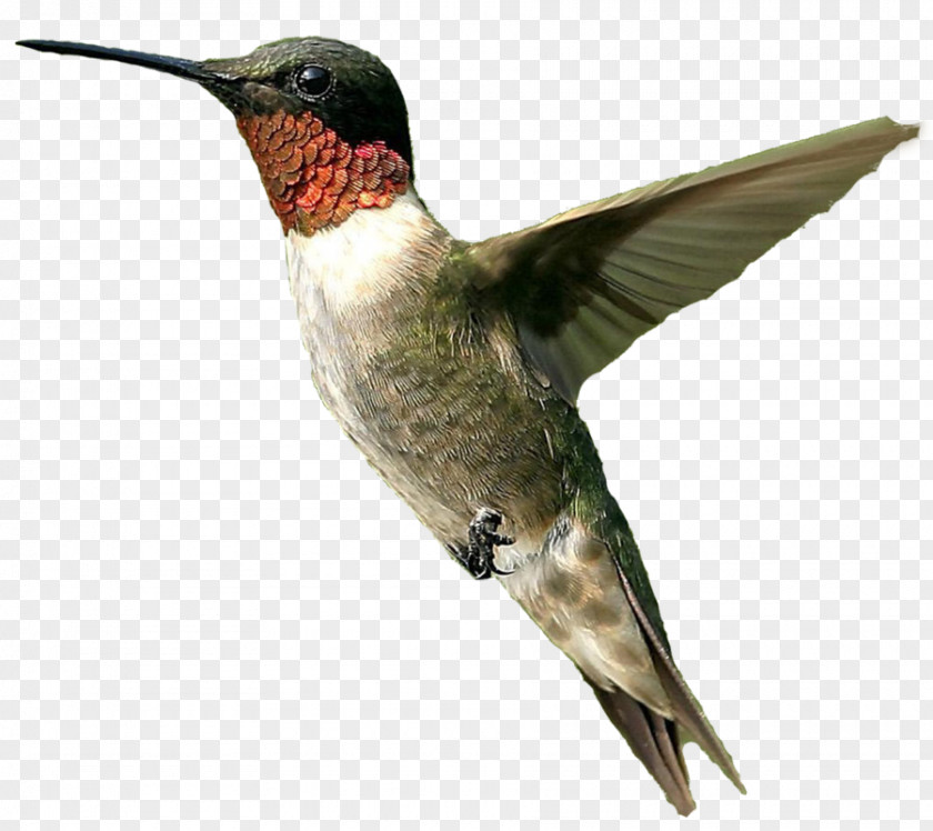 Bird Hummingbird Clip Art PNG