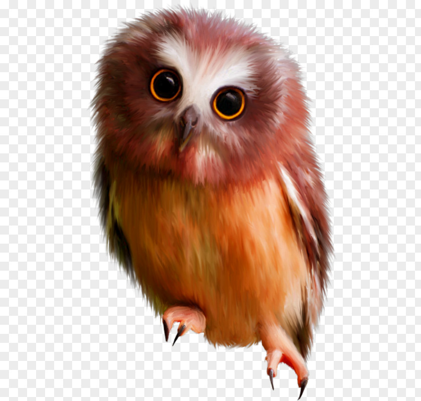 Cute Owl Bird Clip Art PNG