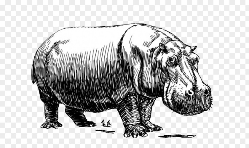 Hippo Stick Figure Sketch Hippopotamus Baby Hippos Clip Art PNG