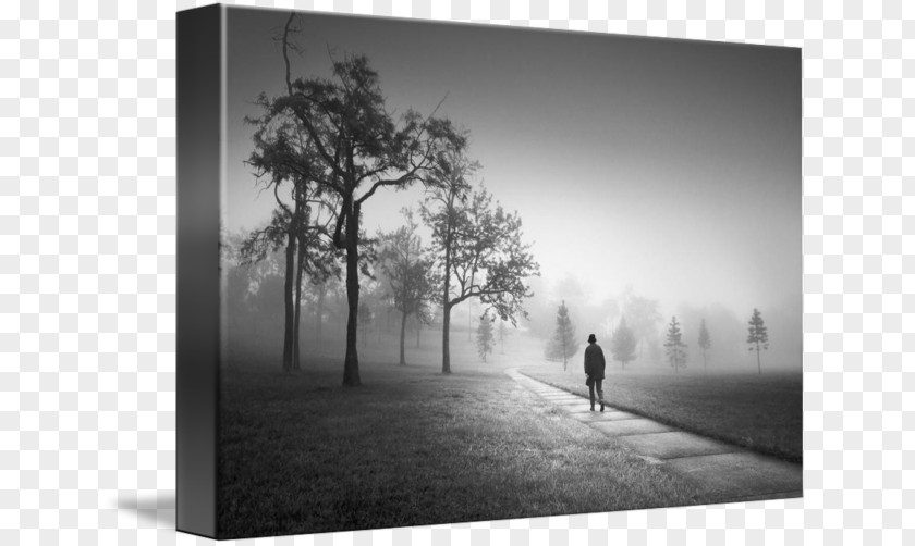 Mist Fog Still Life Photography Desktop Wallpaper PNG