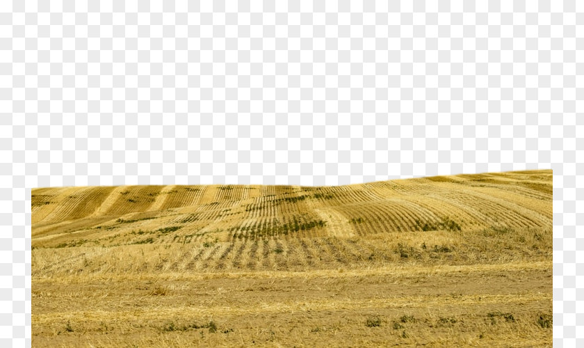 Soil Plain Field Grassland Natural Environment Grass Yellow PNG