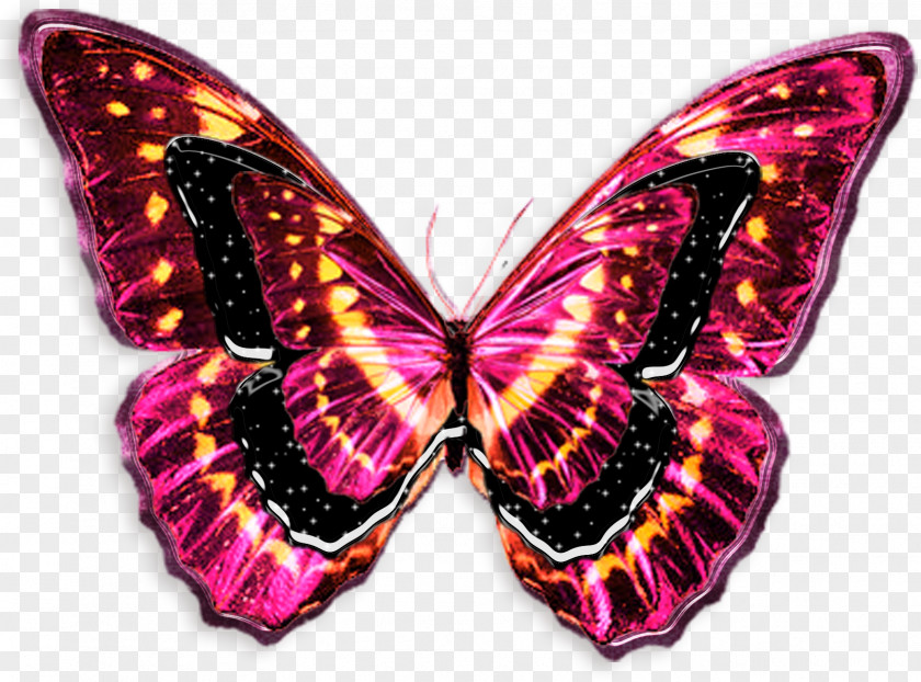 Butterflies Butterfly Photography Insect PNG