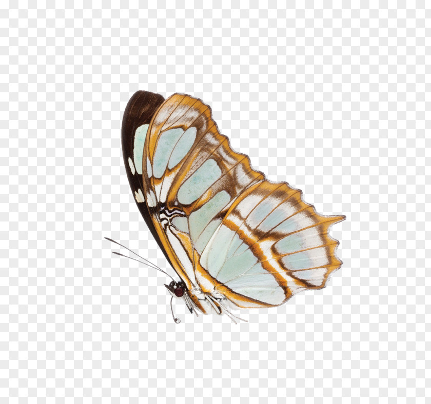 Butterfly Monarch Image Moth PNG